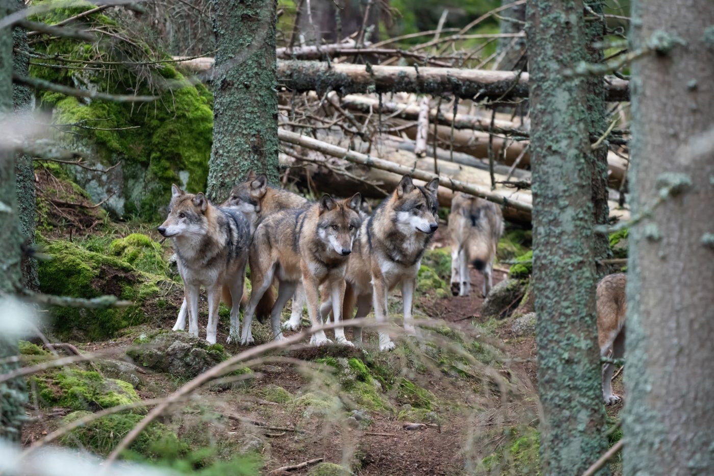 Parc Alpha des loups au Boréon